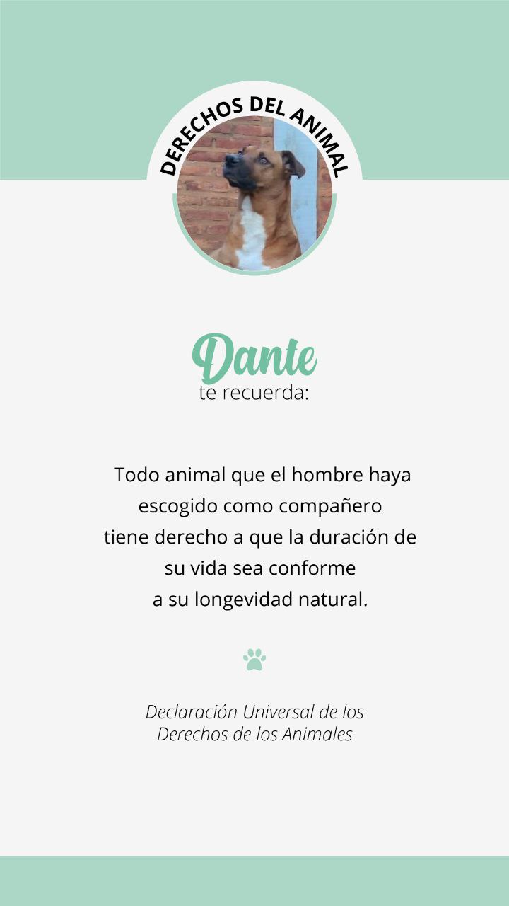 Derechos del animal 3